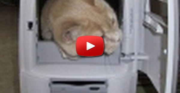 Gato no PC